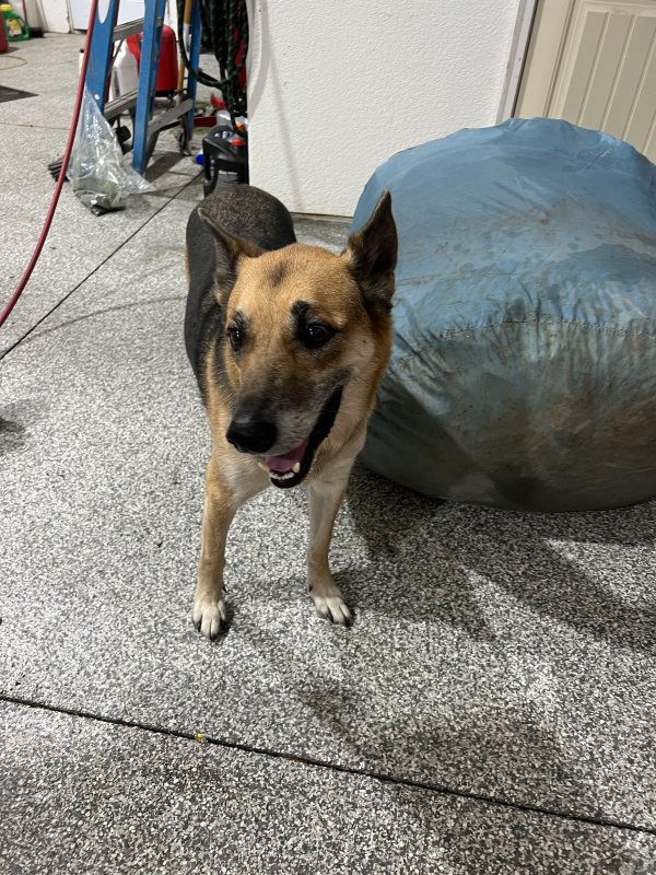Found German Shepherd Dog in Wichita, Kansas