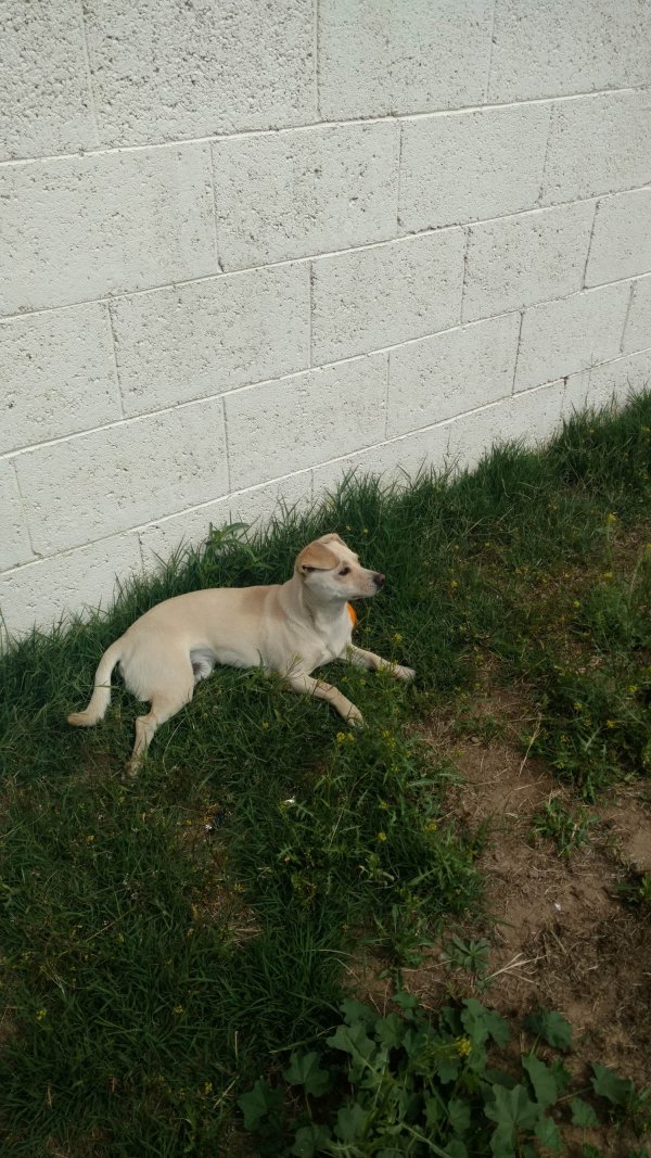 Safe Rat Terrier in Phoenix, AZ