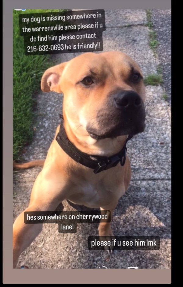 Safe Pit Bull in Cleveland, OH