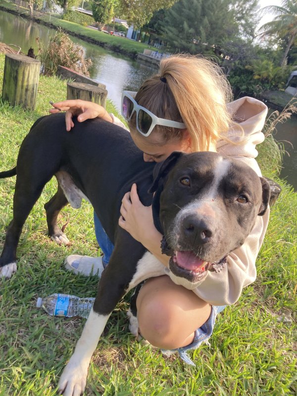 Safe American Bulldog in Fort Lauderdale, FL
