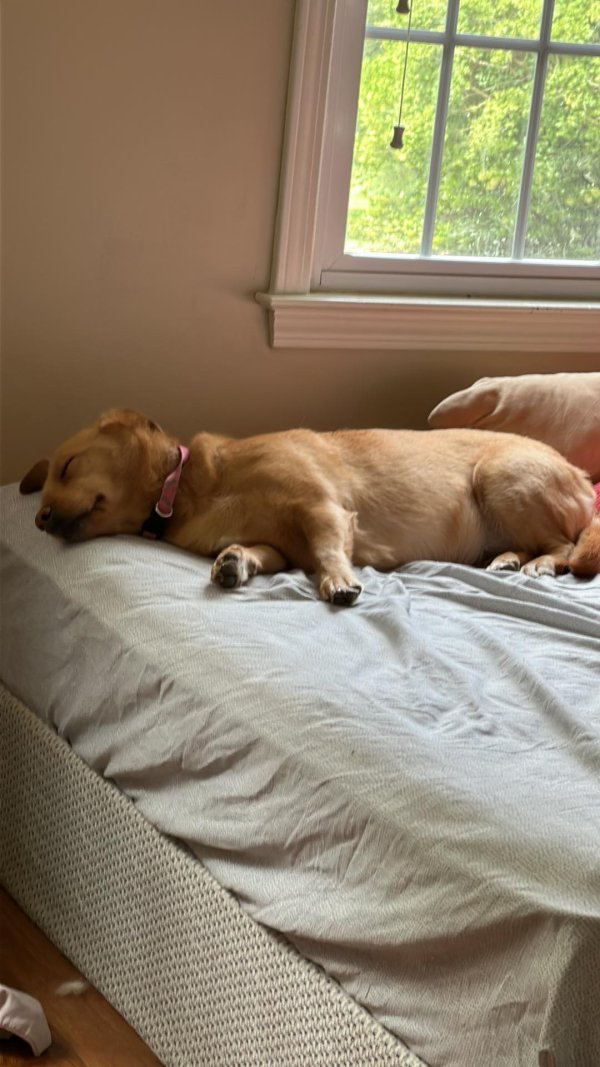 Safe Golden Retriever in Atlanta, GA