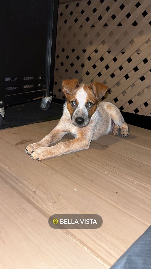 Safe Australian Cattle Dog in Fayetteville, AR