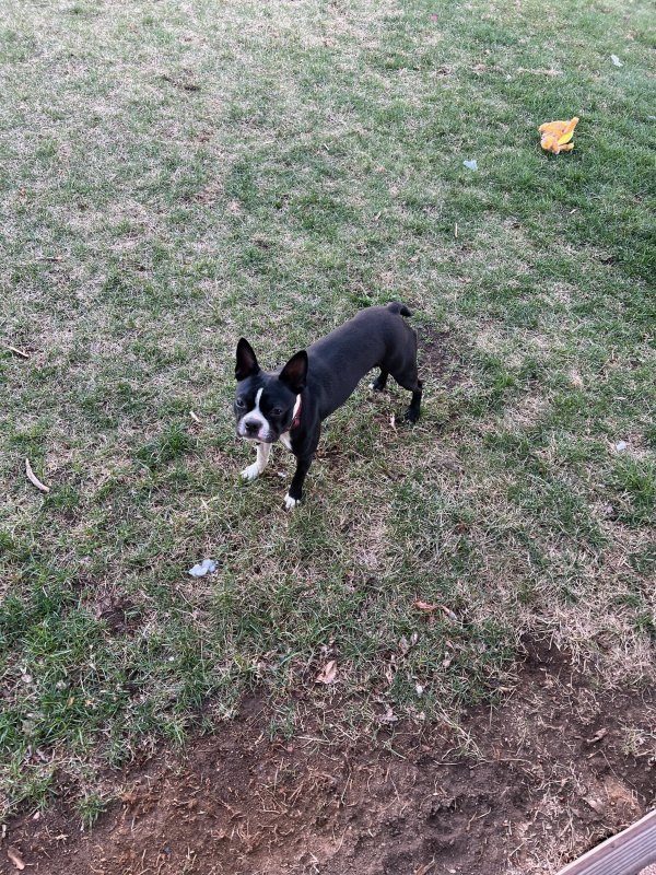 Safe Boston Terrier in Denver, CO