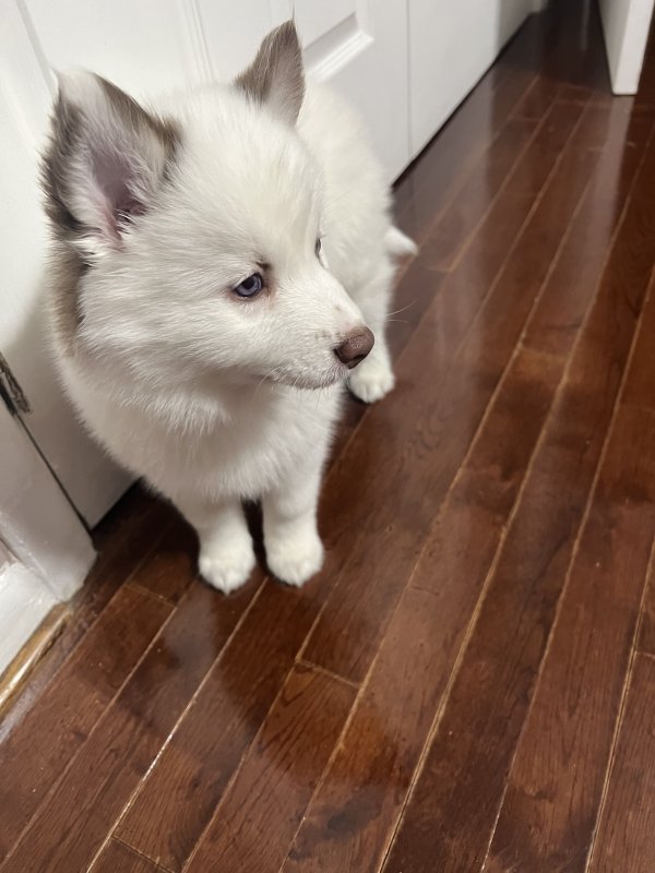Safe Siberian Husky in New Orleans, LA