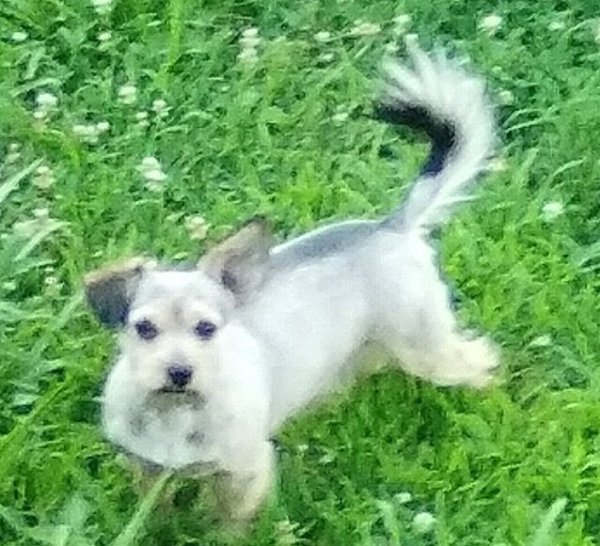 Safe Dog in Higden, AR