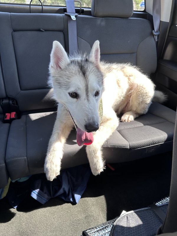 Found Siberian Husky in Richardson, Texas