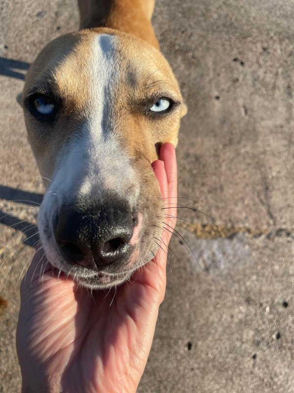 Safe Dog in Houston, TX
