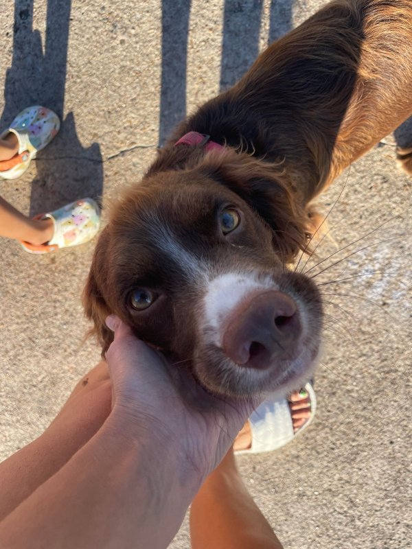 Safe Dog in Houston, TX