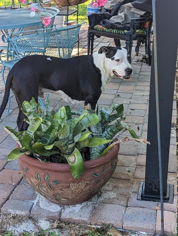 Lost American Bulldog in Largo, Florida