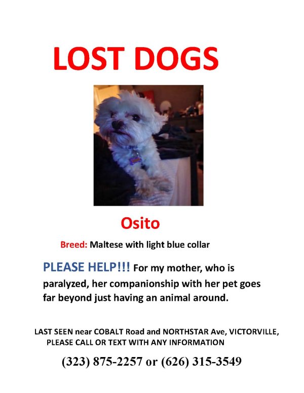 Lost Maltese in Victorville, CA