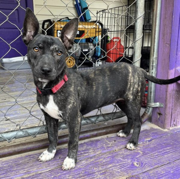 Safe Mutt in Green Sea, SC