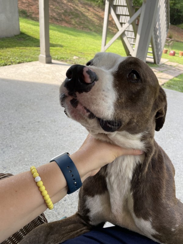 Safe Pit Bull in Fayetteville, GA