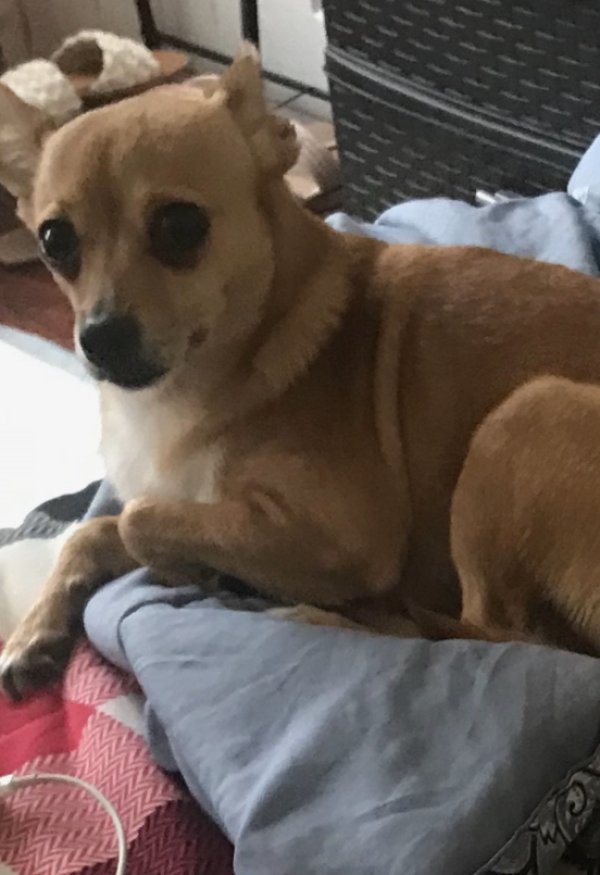 Lost Chihuahua in Philadelphia, PA
