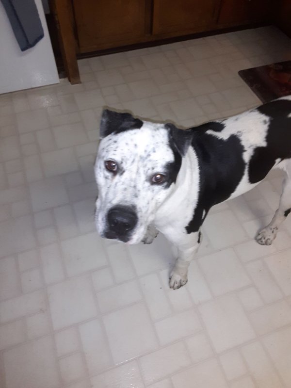 Safe American Staffordshire Terrier in Fort Lupton, CO