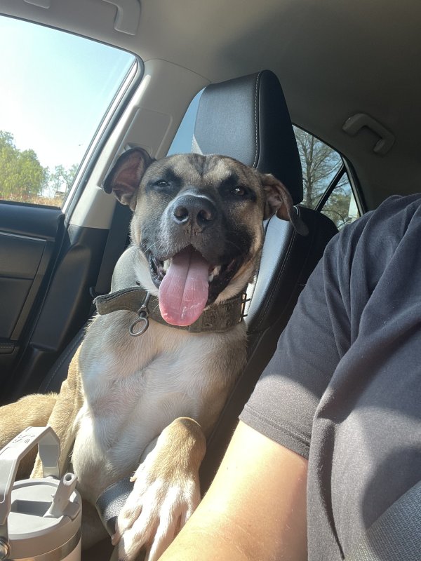 Safe Mutt in San Ramon, CA