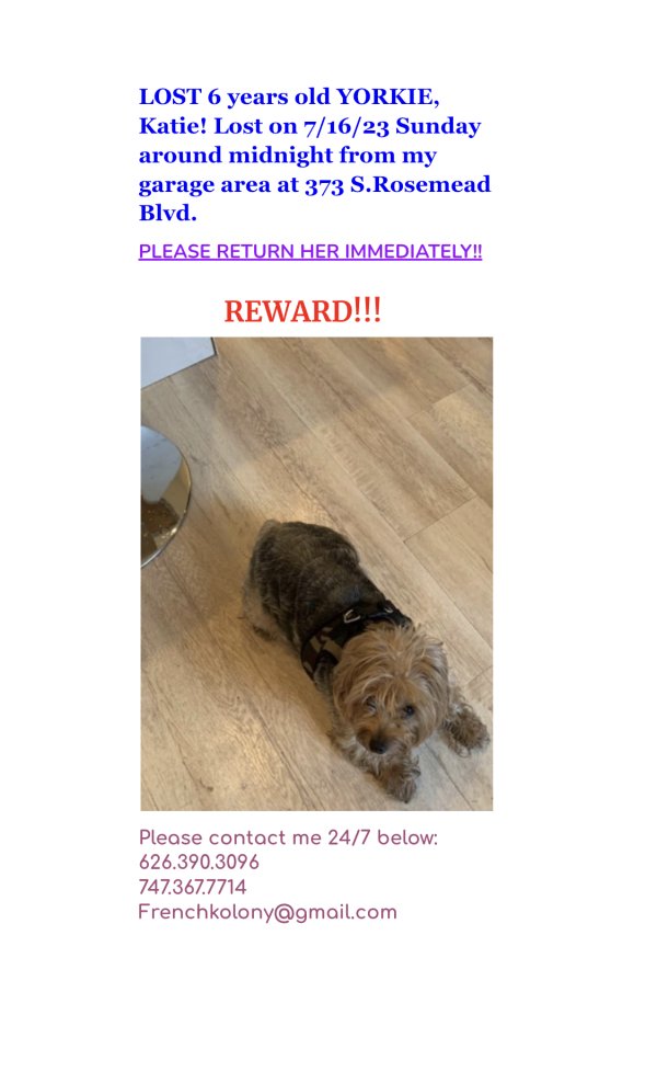 Lost Yorkshire Terrier in California
