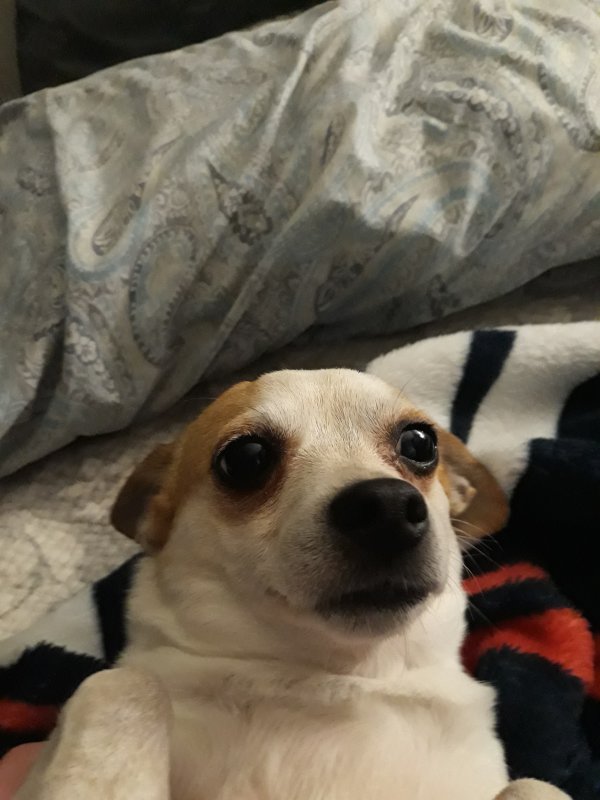 Safe Chihuahua in Baytown, TX