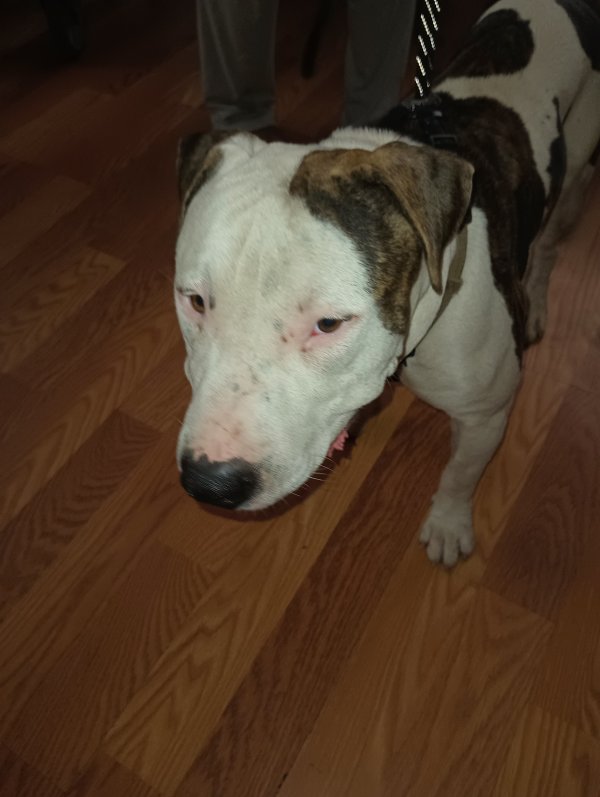 Safe Pit Bull in Dallas, TX