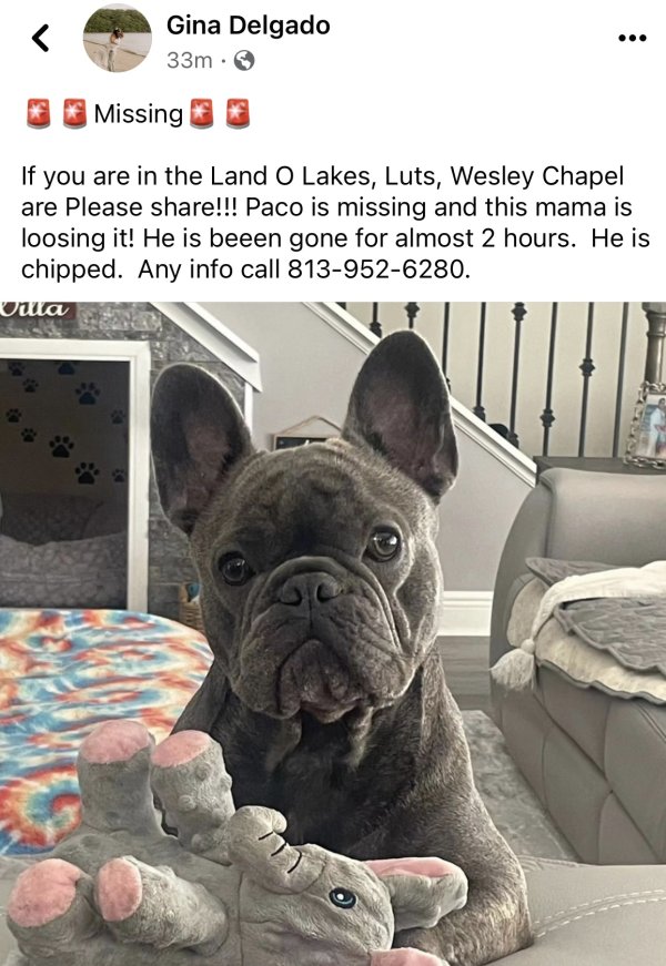 Lost french best sale bulldog near me