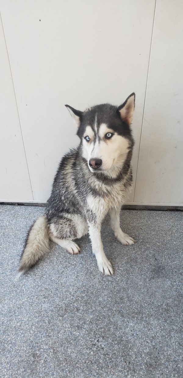 Safe Siberian Husky in Phoenix, AZ