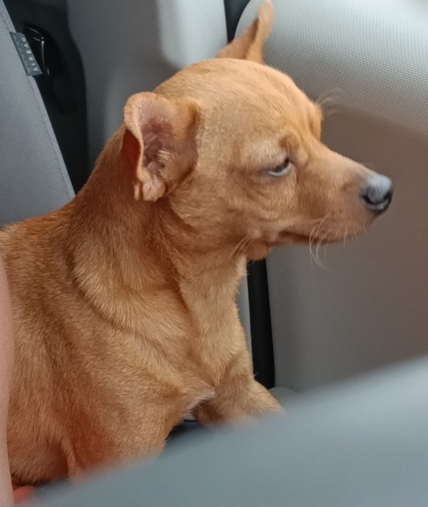 Lost Chihuahua in Los Angeles, CA