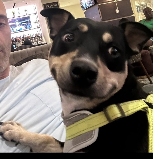 Safe Mutt in Plano, TX