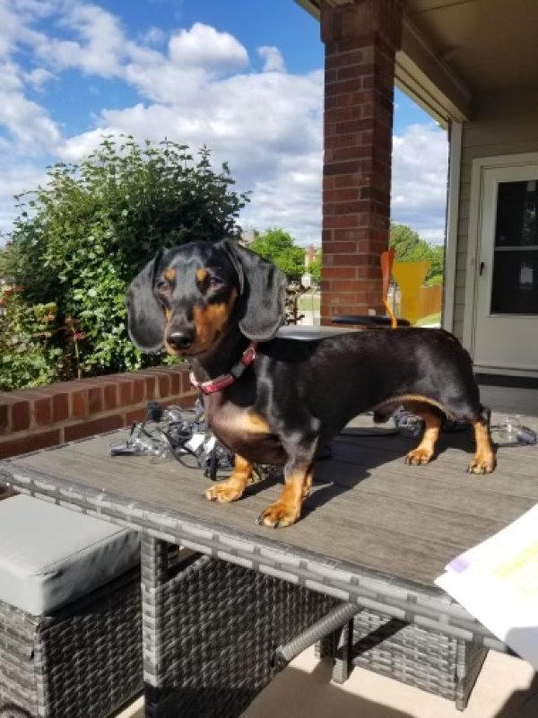 Lost Dachshund in Englewood, CO