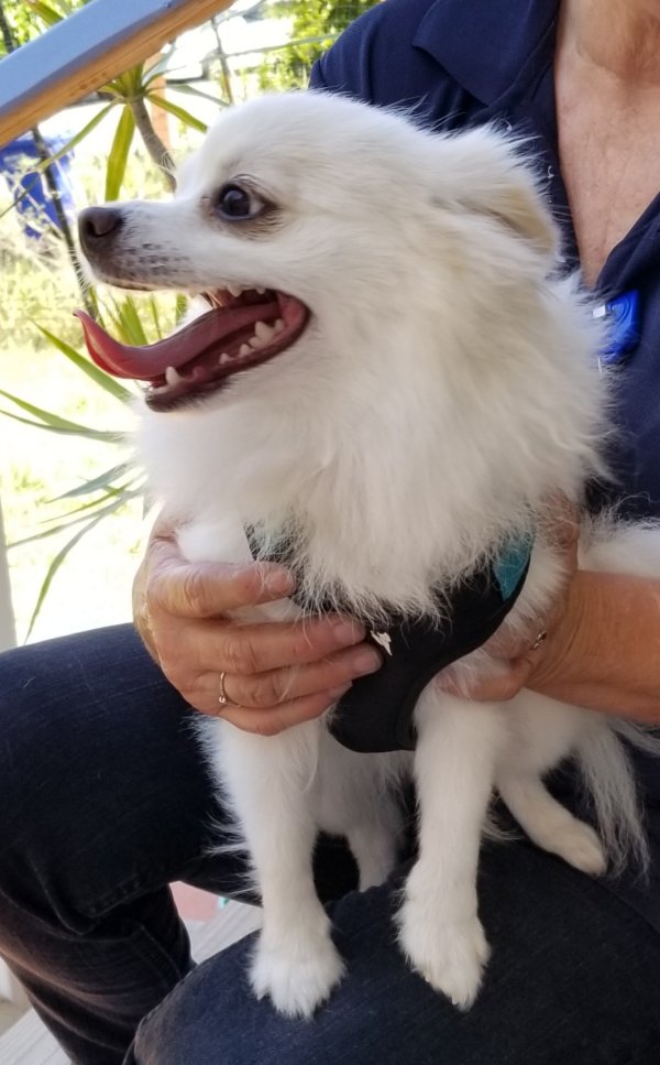 Safe American Eskimo Dog in San Diego, CA