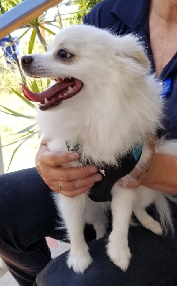Found American Eskimo Dog in San Diego, CA