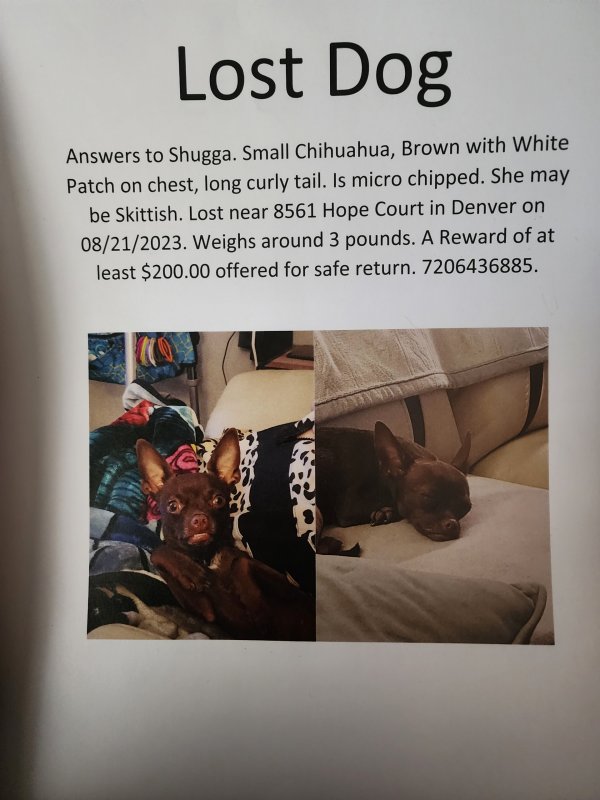 Lost Chihuahua in Colorado