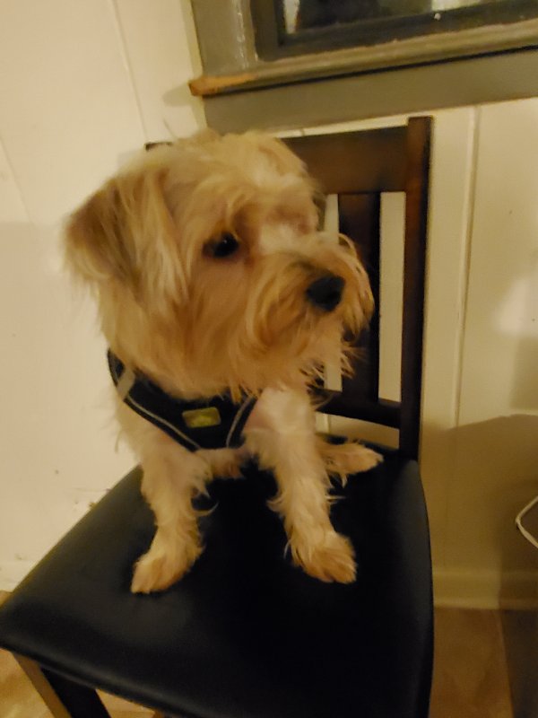Safe Yorkshire Terrier in Atlanta, GA