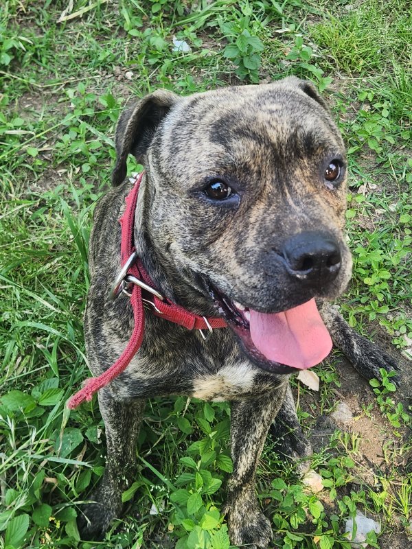 Safe Pit Bull in Houston, TX