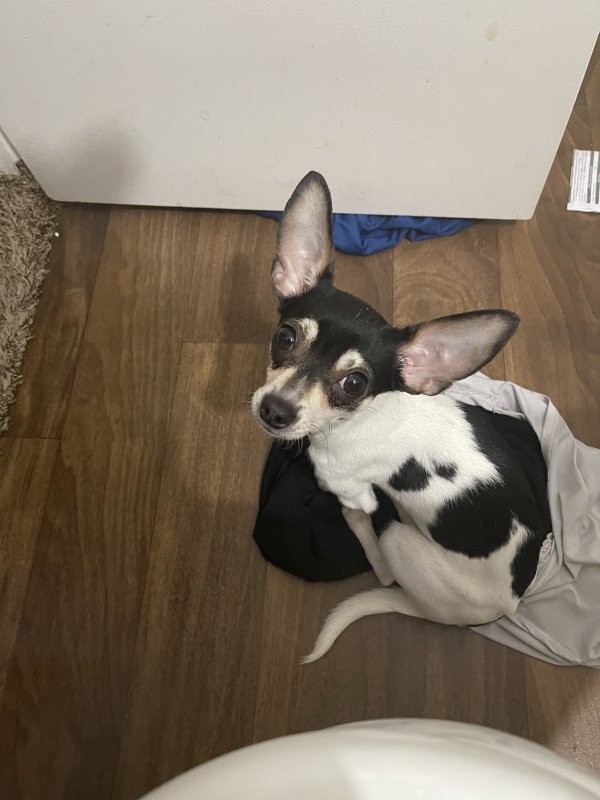 Stolen Chihuahua in Houston, TX