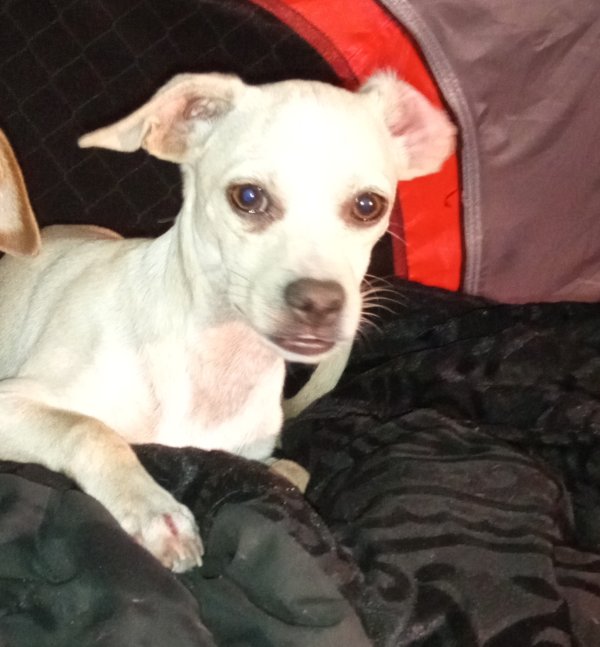 Safe Chihuahua in Fresno, CA