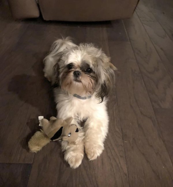 Safe Shih Tzu in Myrtle Beach, SC