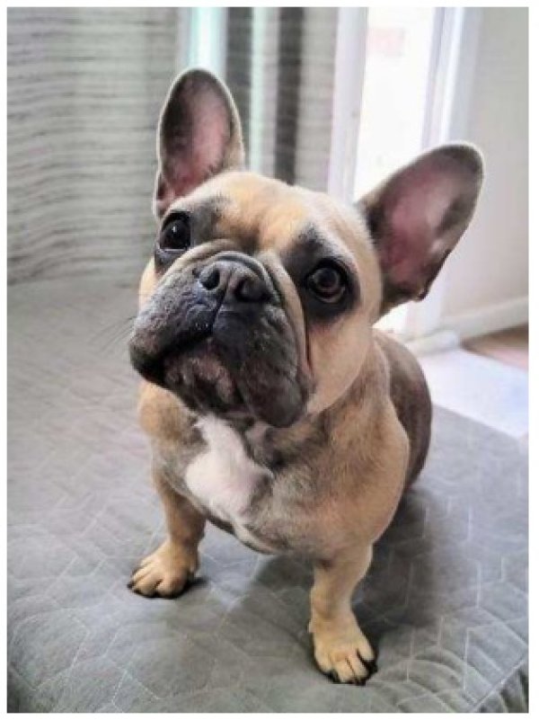 Lost french hot sale bulldog near me