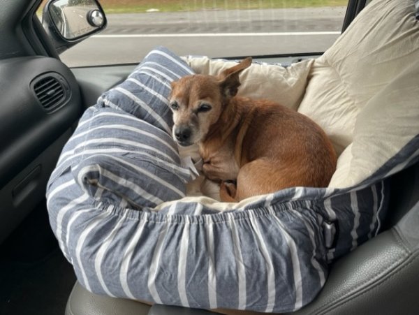 Safe Dachshund in Columbus, NC