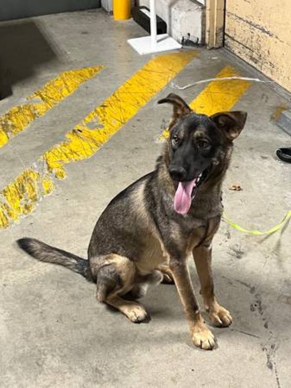 Found German Shepherd Dog in San Antonio, TX