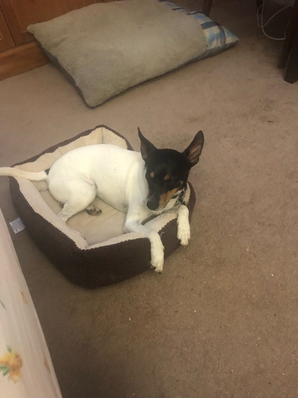 Safe Mutt in Houston, TX