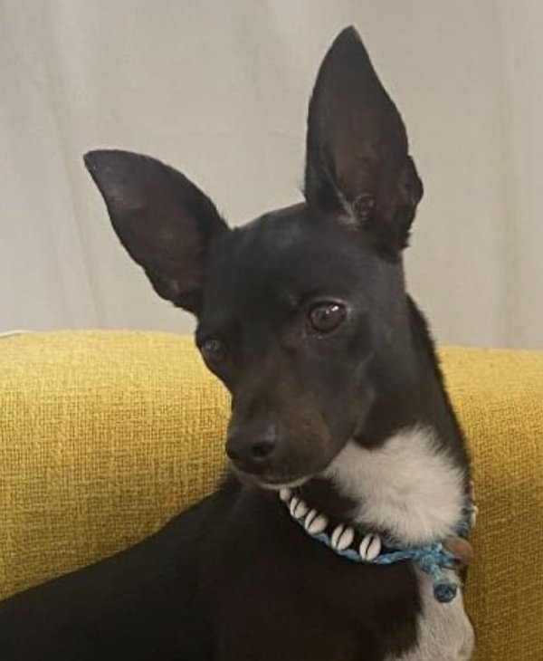 Safe Chihuahua in Atlanta, GA
