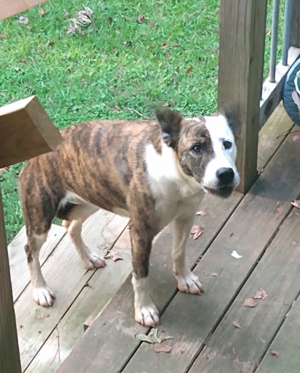 Safe American Bulldog in Fayetteville, GA