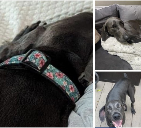 Safe Weimaraner in Cincinnati, OH