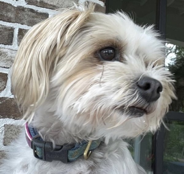 Safe Maltese in Johns Island, SC
