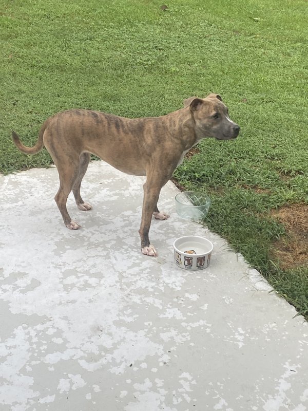 Safe Mutt in Marietta, GA