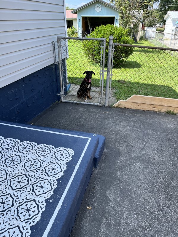 Safe Dog in Rossville, GA