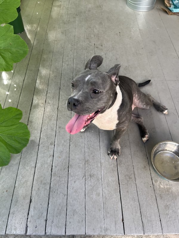 Found Mutt in Chattanooga, Tennessee