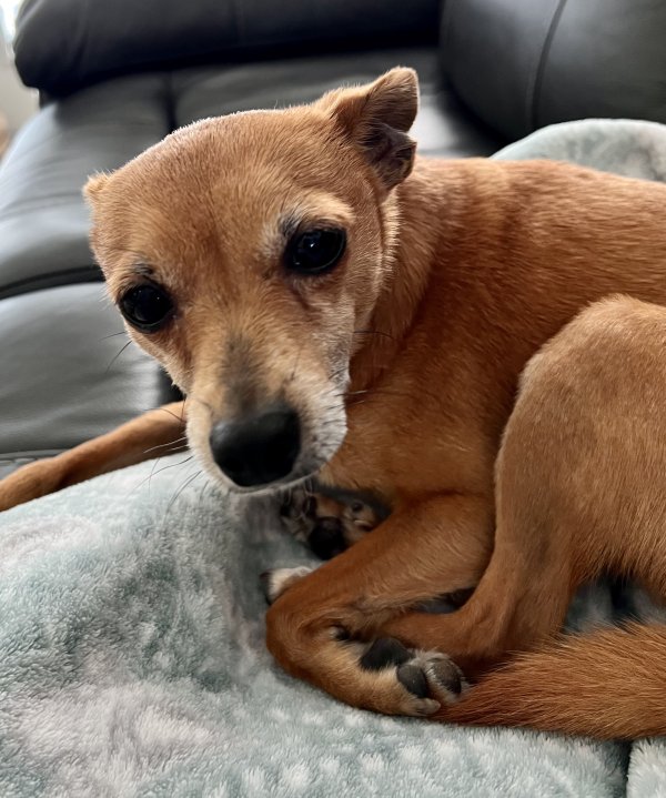 Lost Chihuahua in Dunnellon, FL