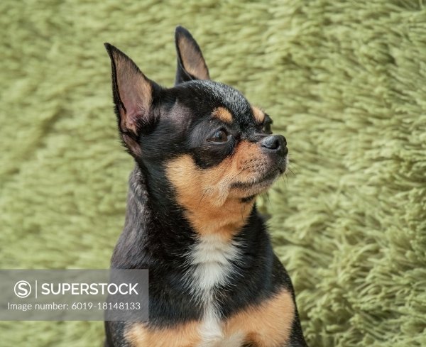 Safe Chihuahua in Anaheim, CA