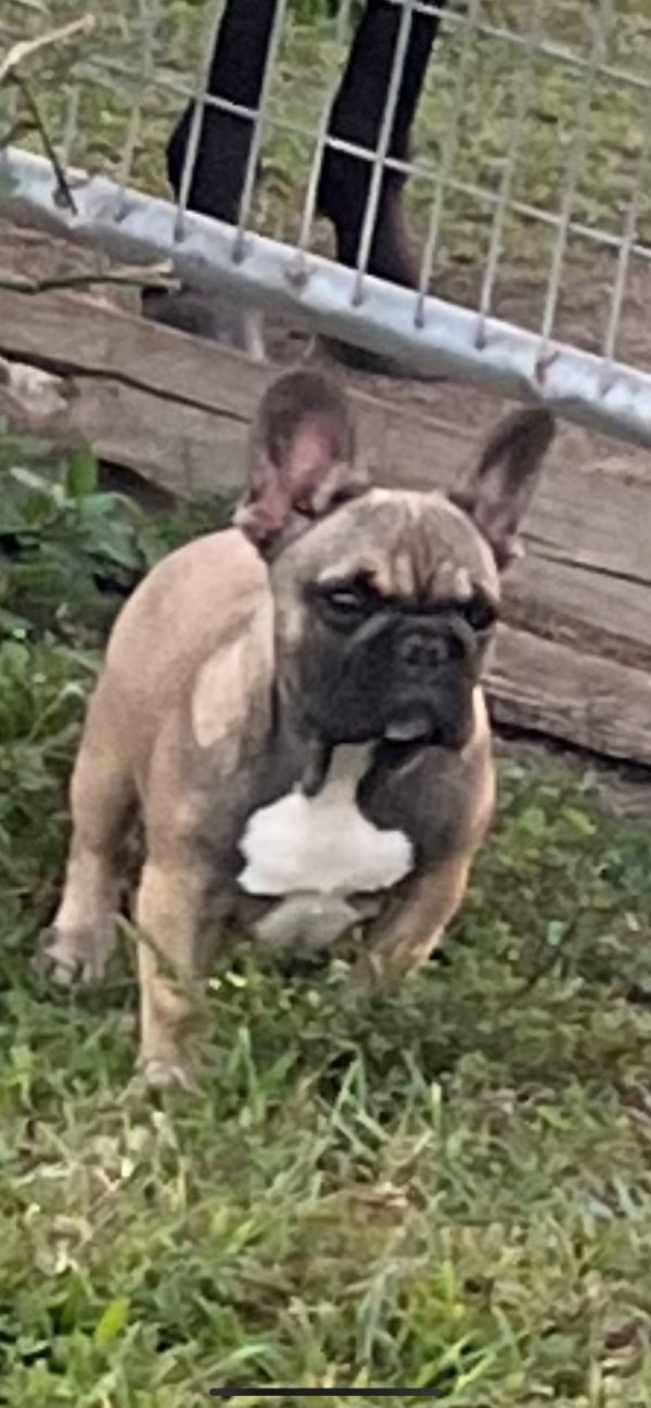 Safe French Bulldog in Hialeah, FL