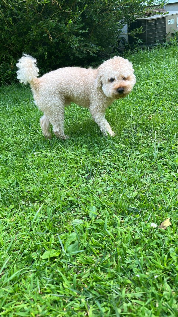 Lost Poodle in New York